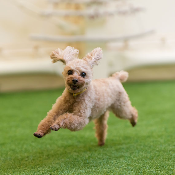 アンちゃんたちの写真